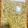 Sri Lankan Cardamom